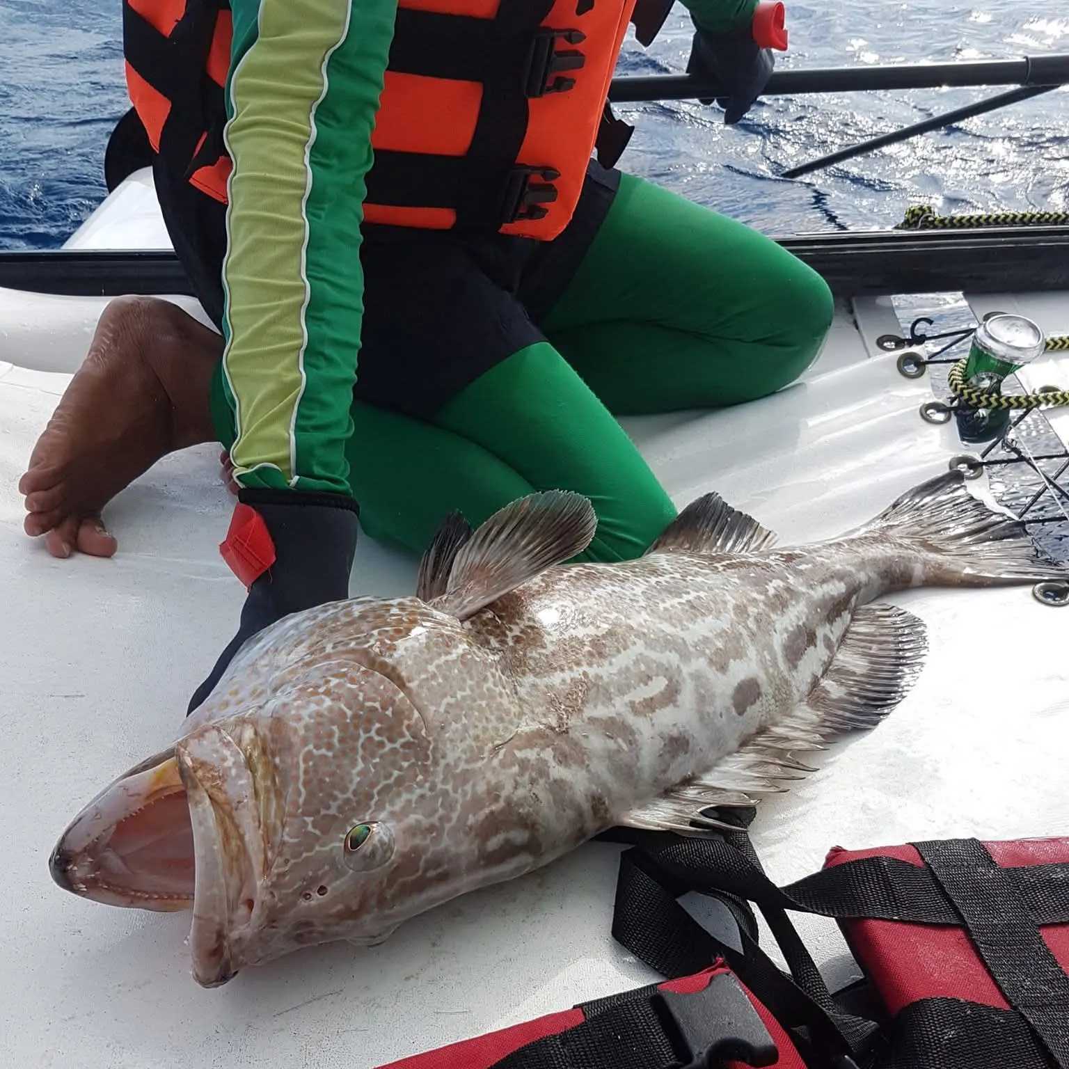 The most recent Black grouper catches on Fishbrain