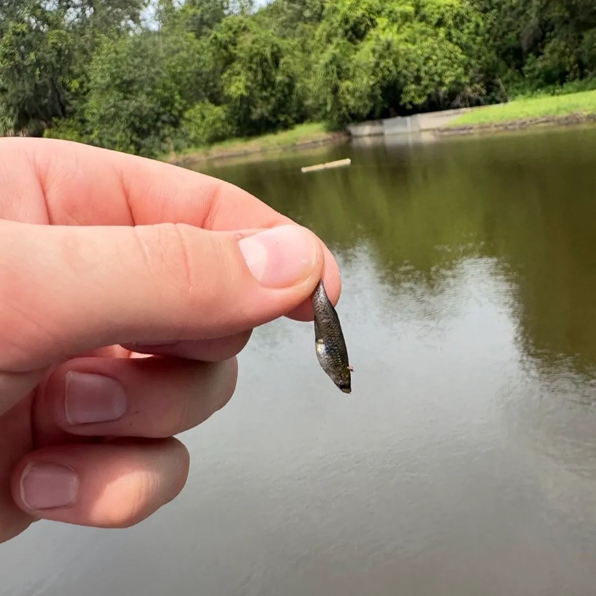 The most recent Eastern mosquitofish catches on Fishbrain