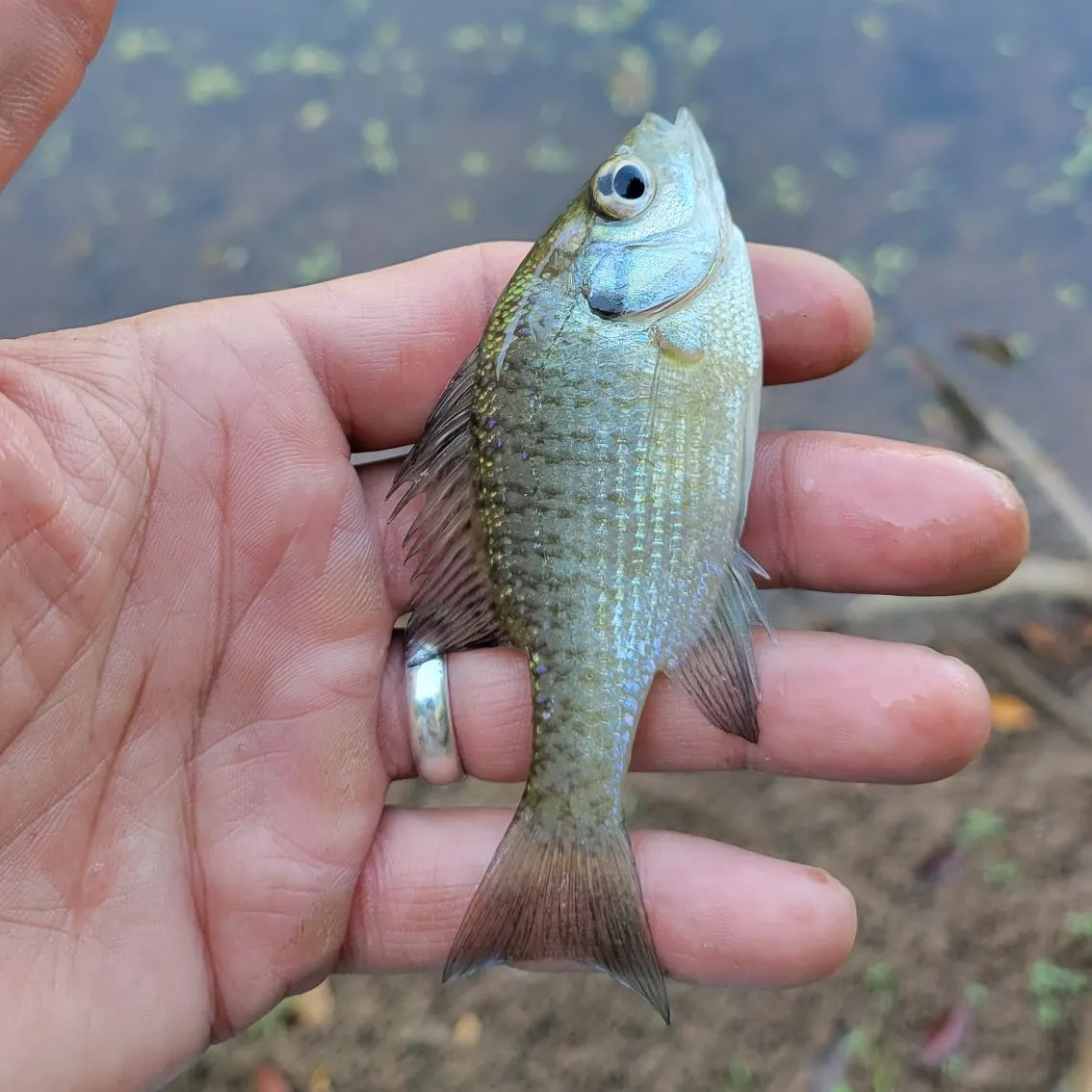 Bluegill caught on Fishbrain