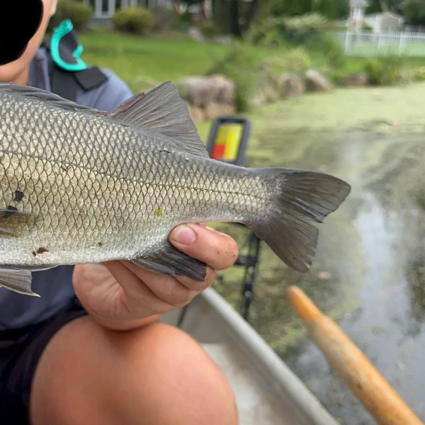 White perch caught on Fishbrain