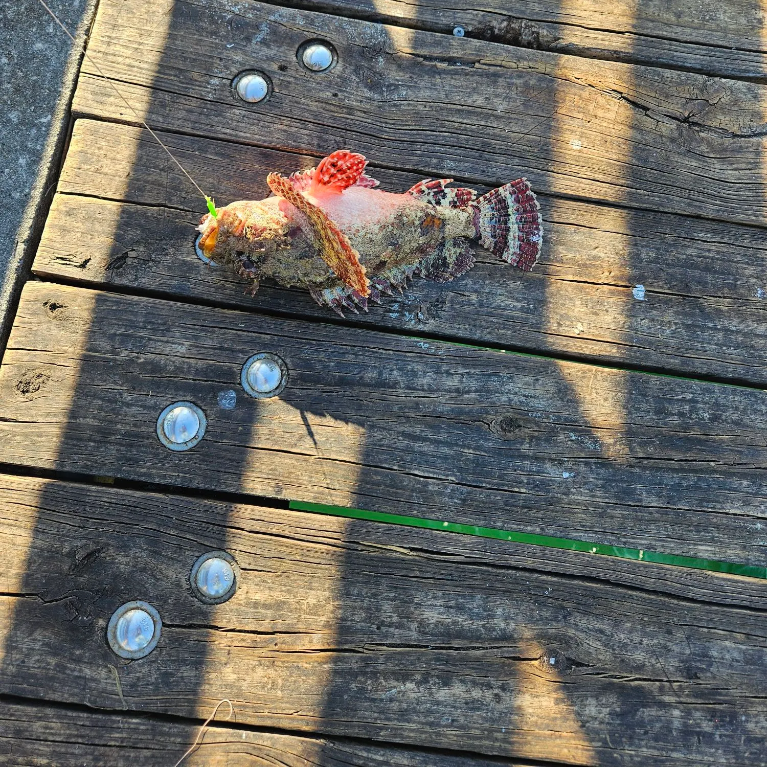 The most recent Pacific spotted scorpionfish catches on Fishbrain