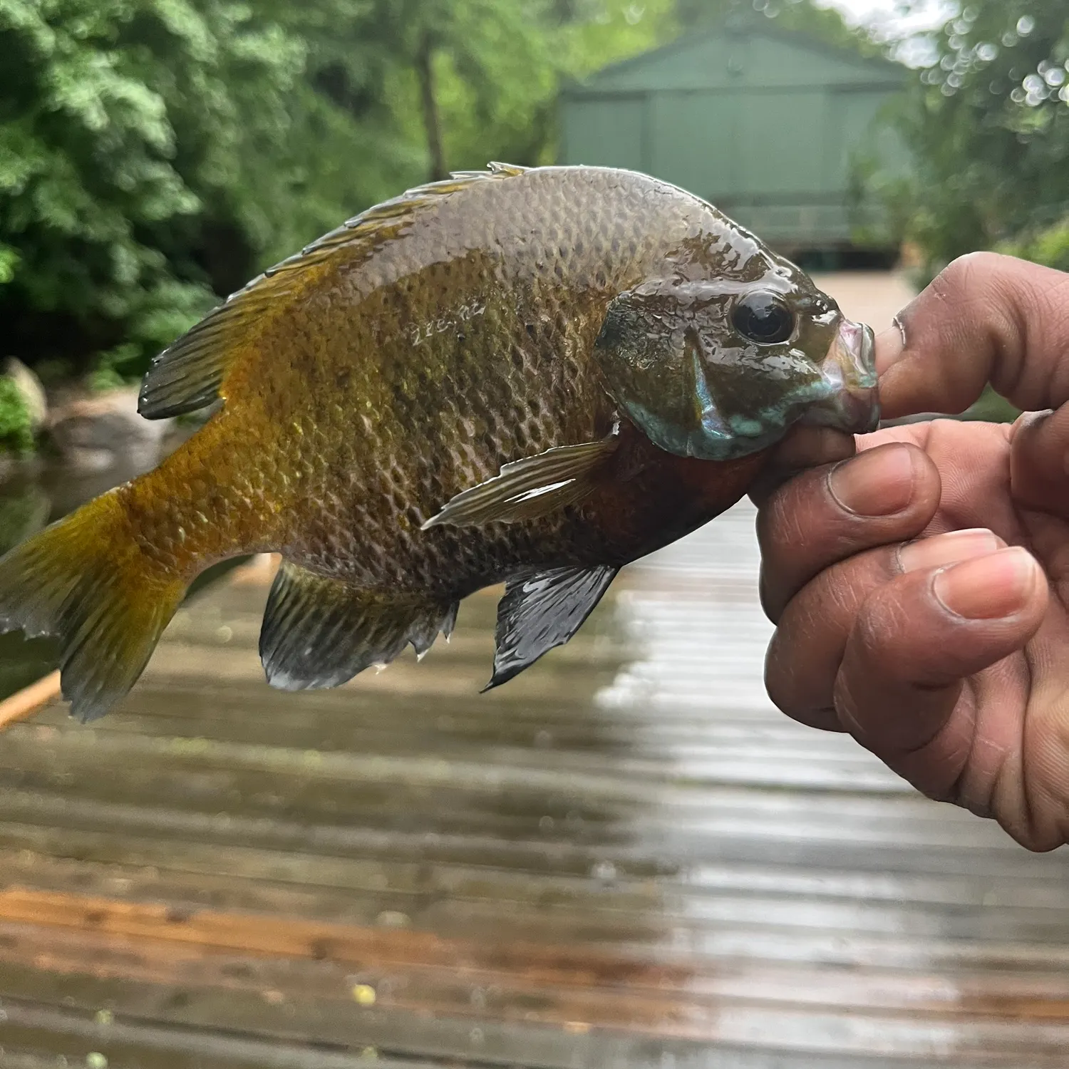 catch