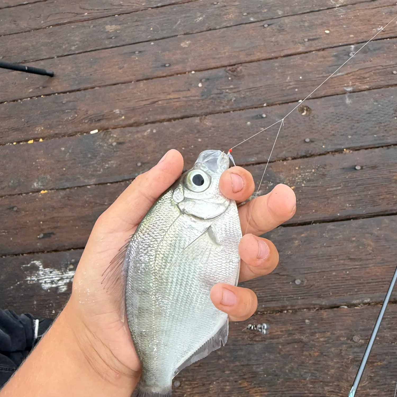 The most recent Walleye surfperch catches on Fishbrain
