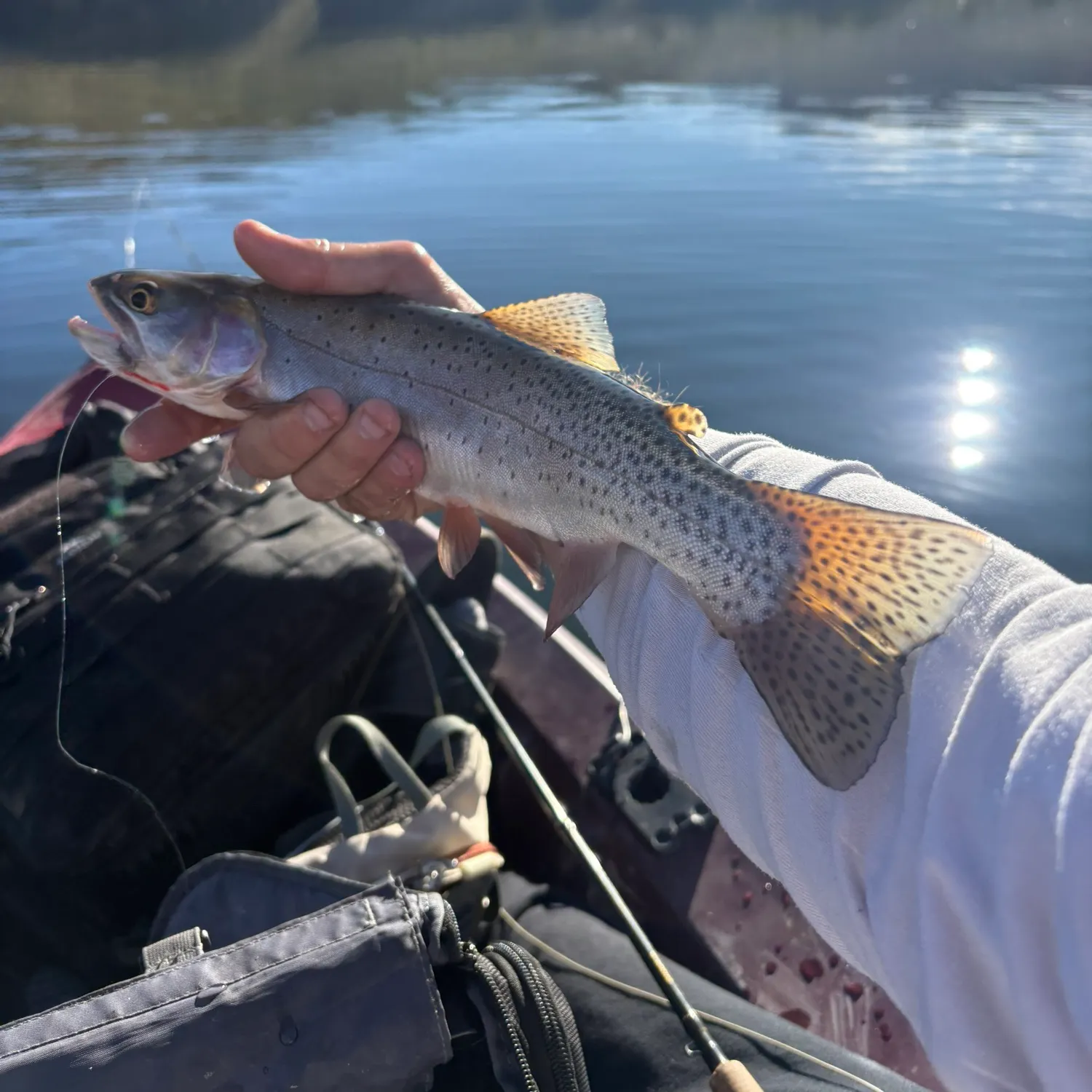 Colorado river cutthroat trout caught on Fishbrain