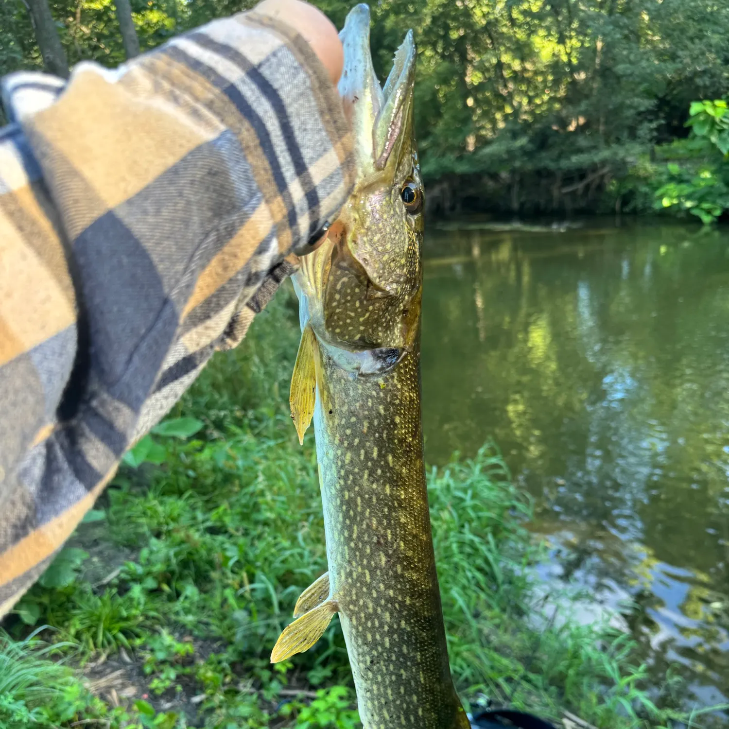 Northern pike caught on Fishbrain