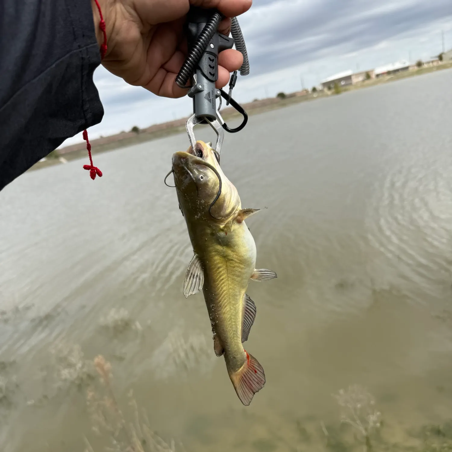 Yellow bullhead caught on Fishbrain