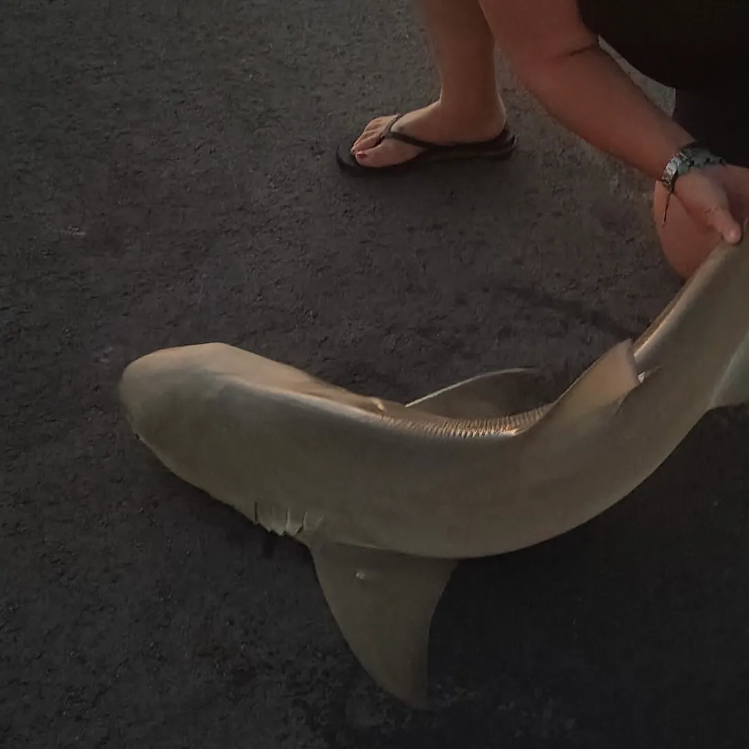 The most recent Blacknose shark catches on Fishbrain