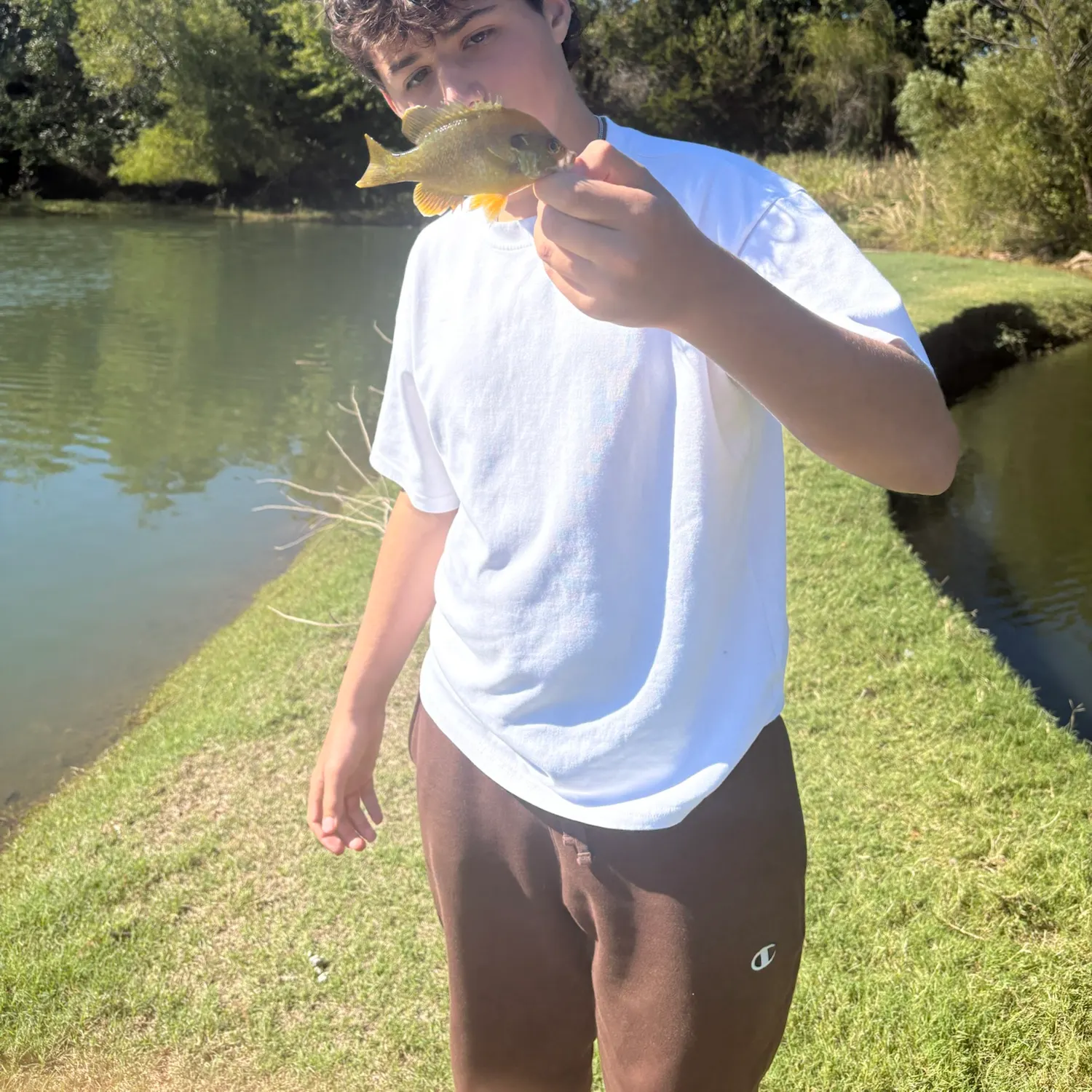 Green sunfish caught on Fishbrain