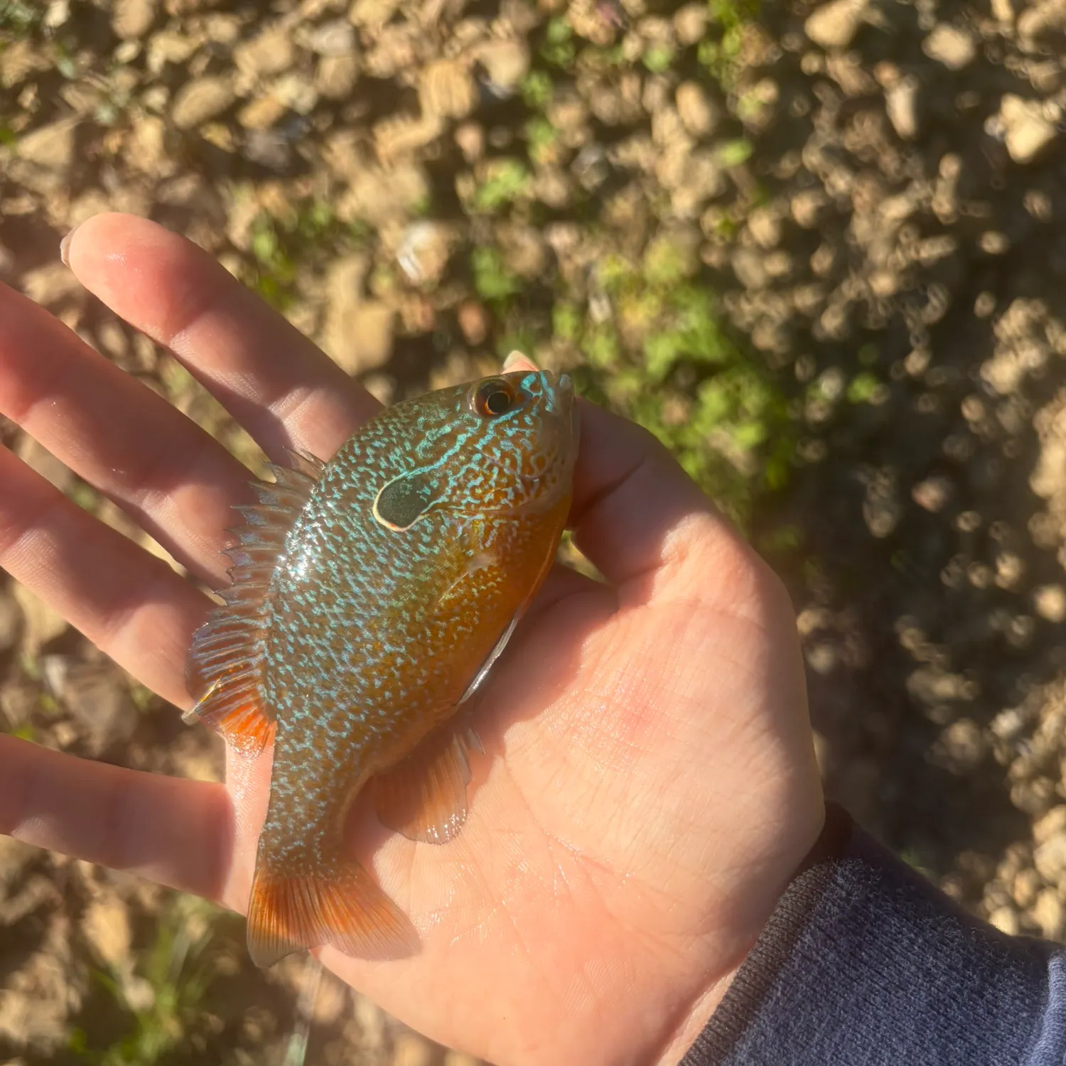Longear sunfish caught on Fishbrain