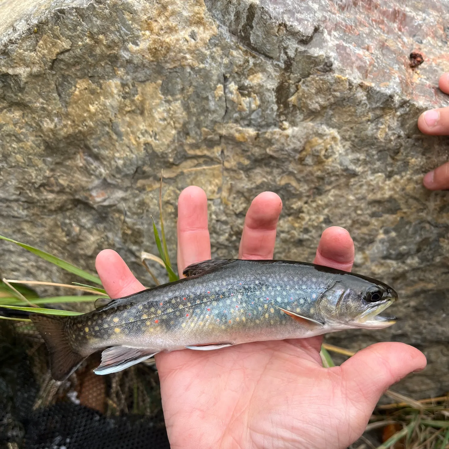 Brook trout caught on Fishbrain