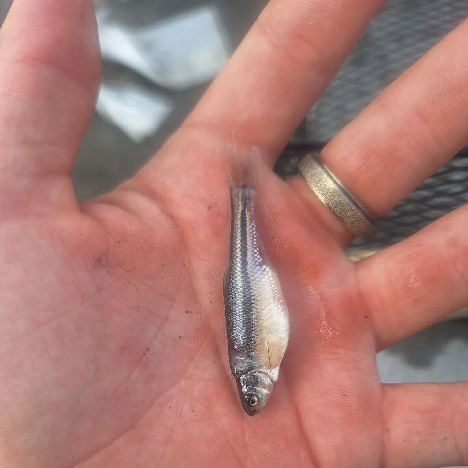 The most recent Redside shiner catches on Fishbrain