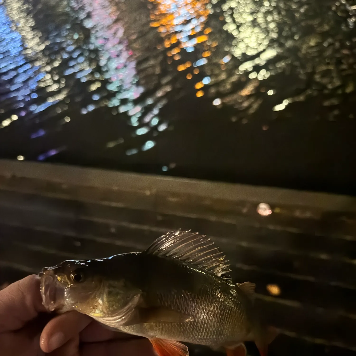European perch caught on Fishbrain