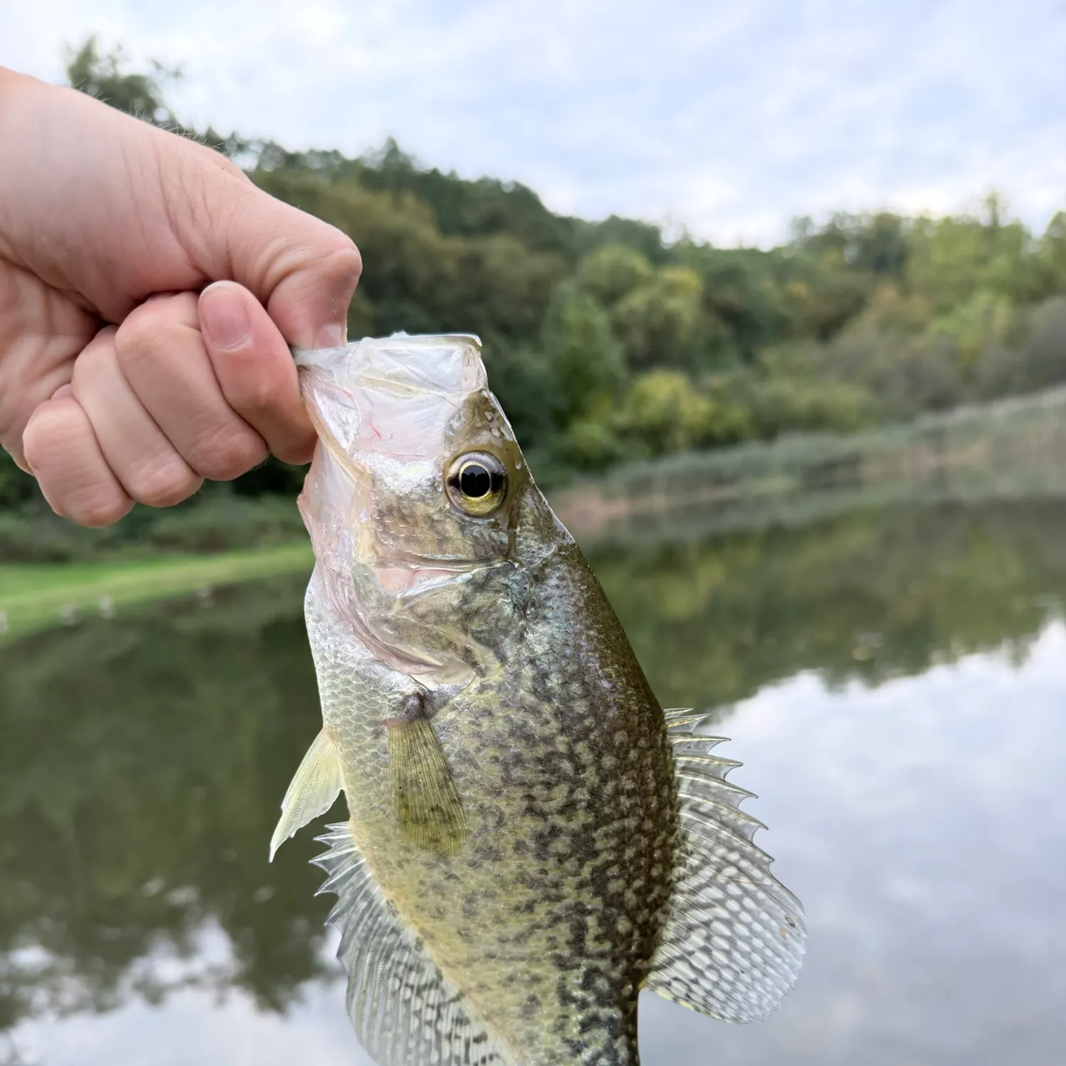 Black crappie caught on Fishbrain