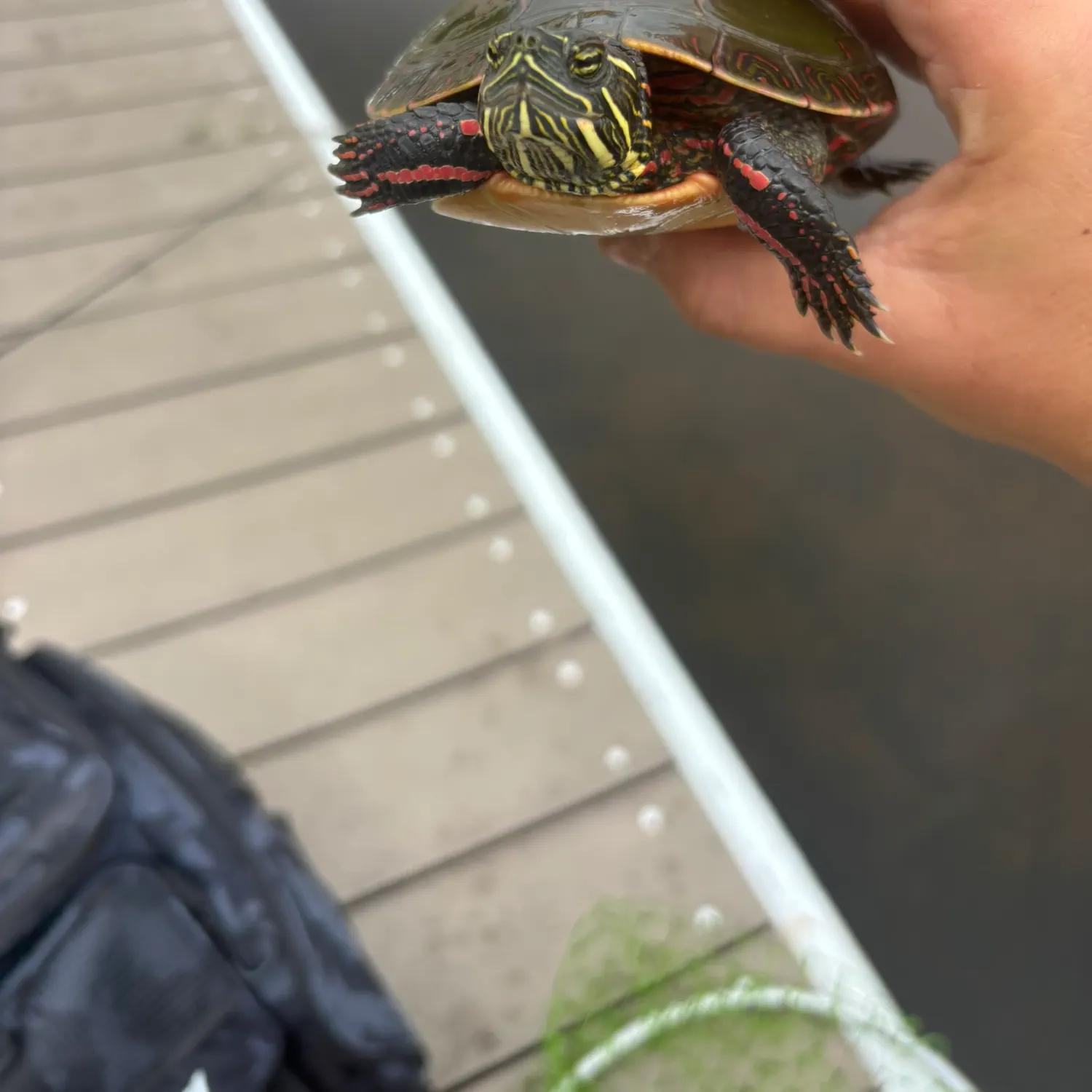 Painted turtle caught on Fishbrain