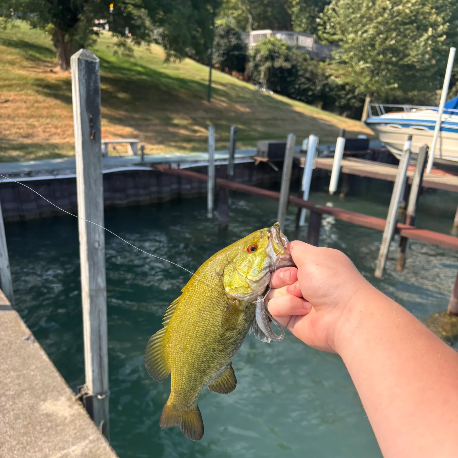Smallmouth bass caught on Fishbrain