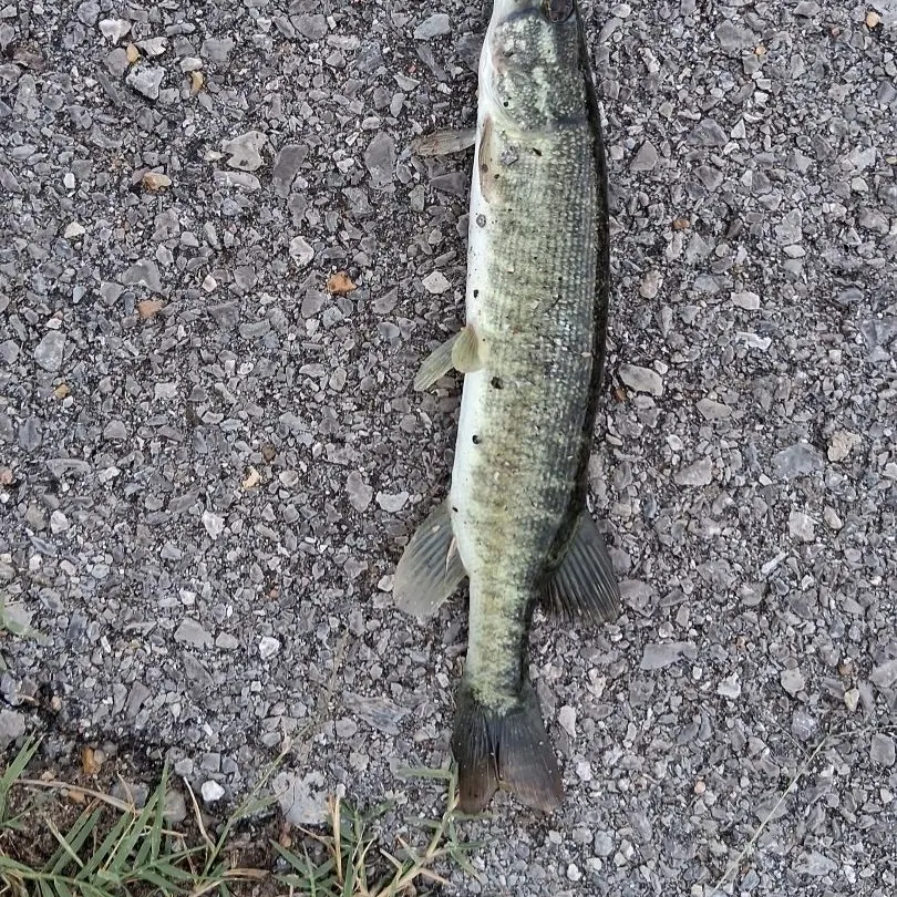The most recent Grass pickerel catches on Fishbrain
