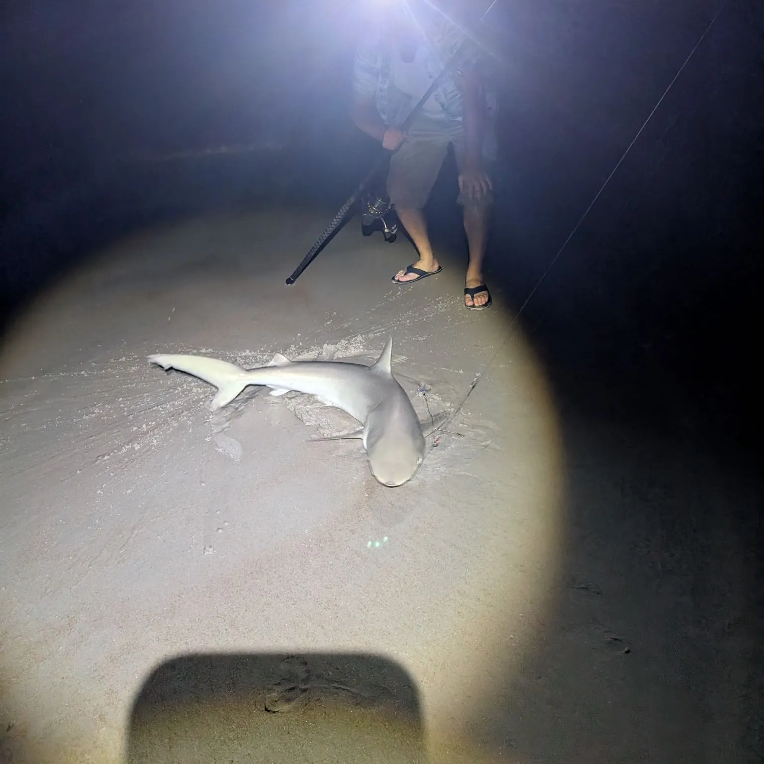The most recent Blacknose shark catches on Fishbrain