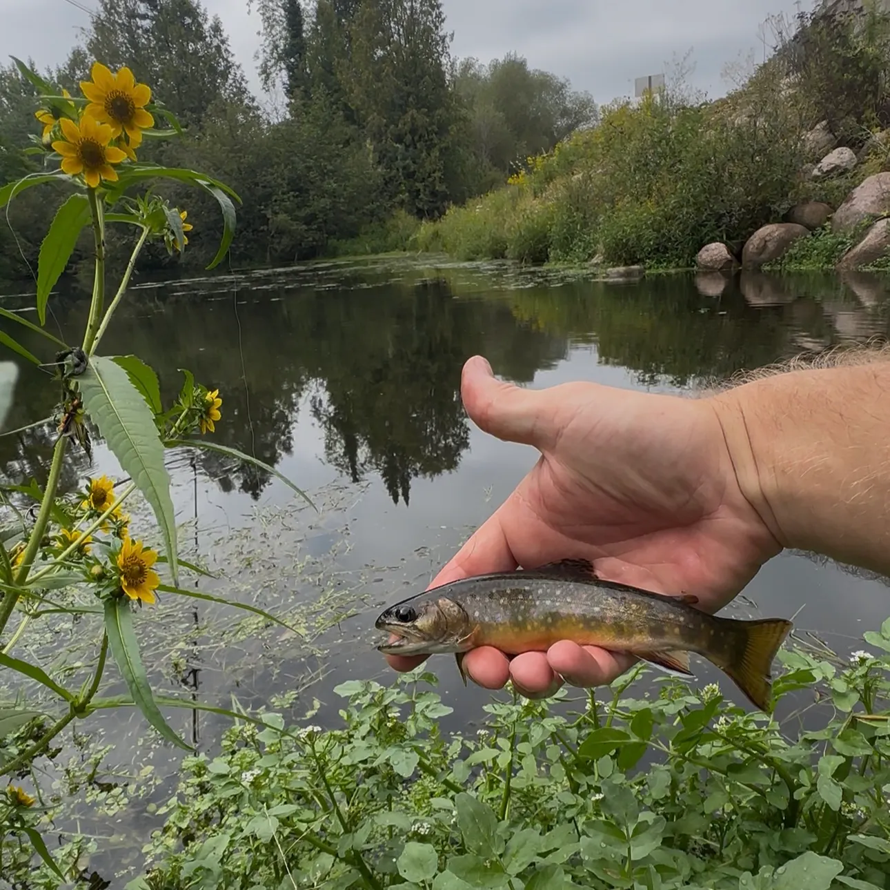 Brook trout caught on Fishbrain