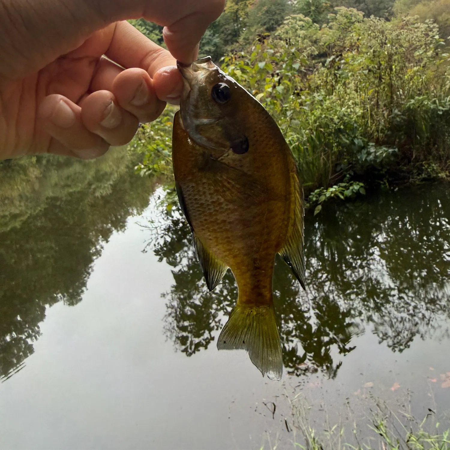 Bluegill caught on Fishbrain
