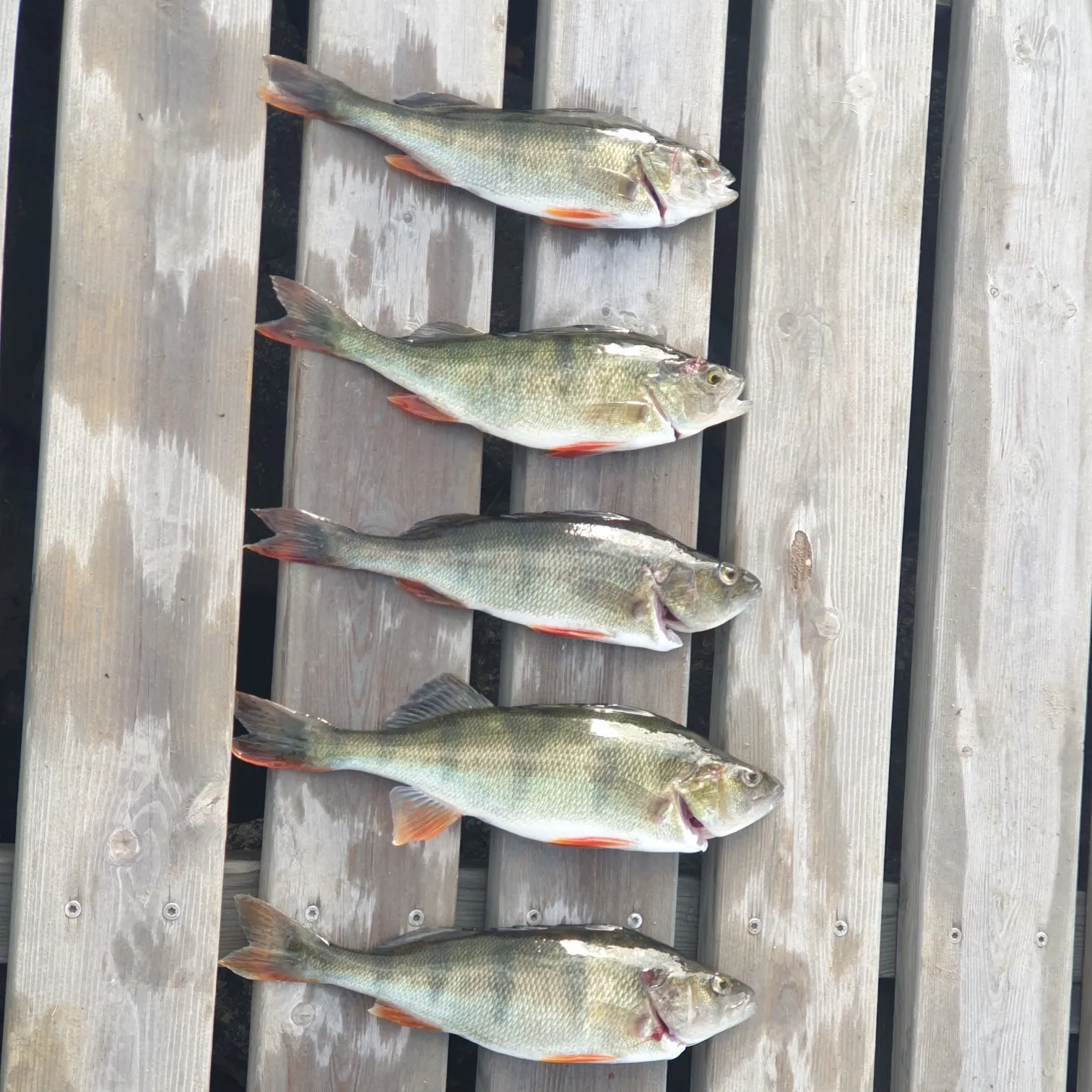 recently logged catches