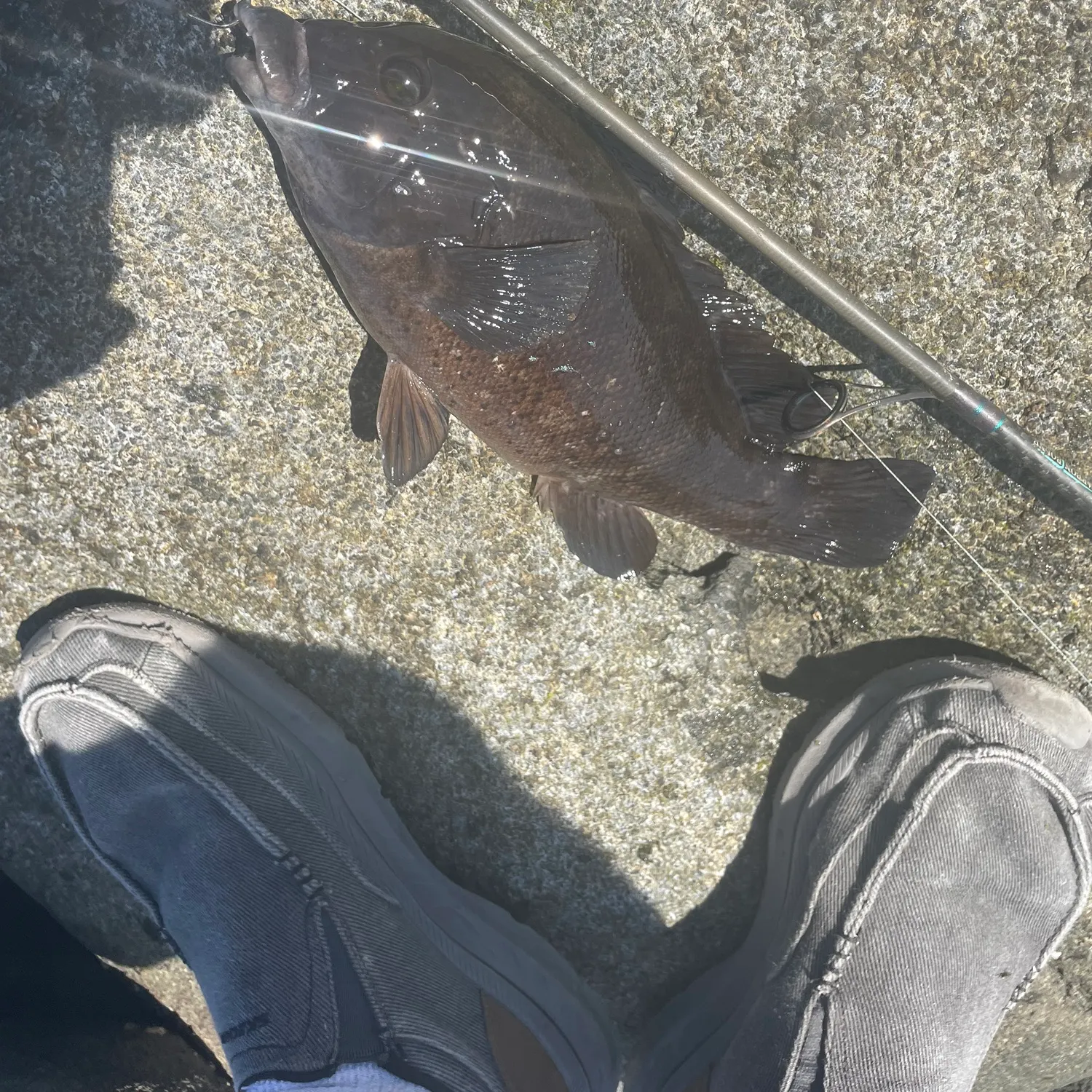 Tautog caught on Fishbrain