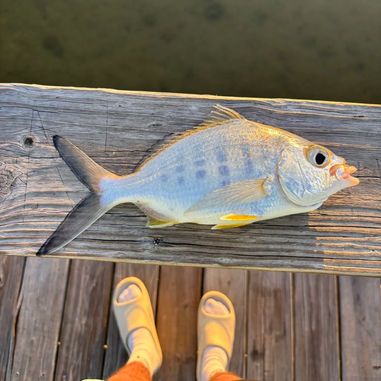 The most recent Yellowfin mojarra catches on Fishbrain