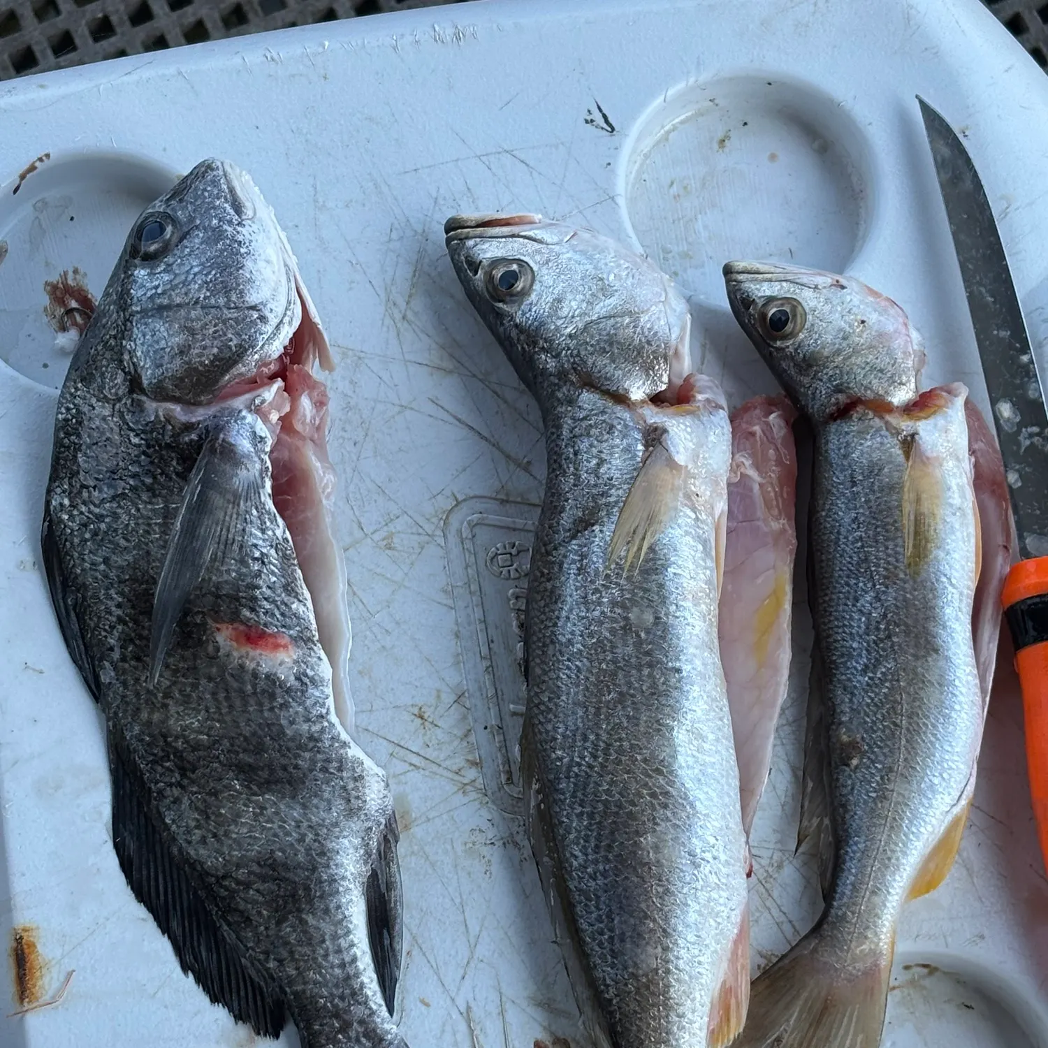 The most recent Sand seatrout catches on Fishbrain