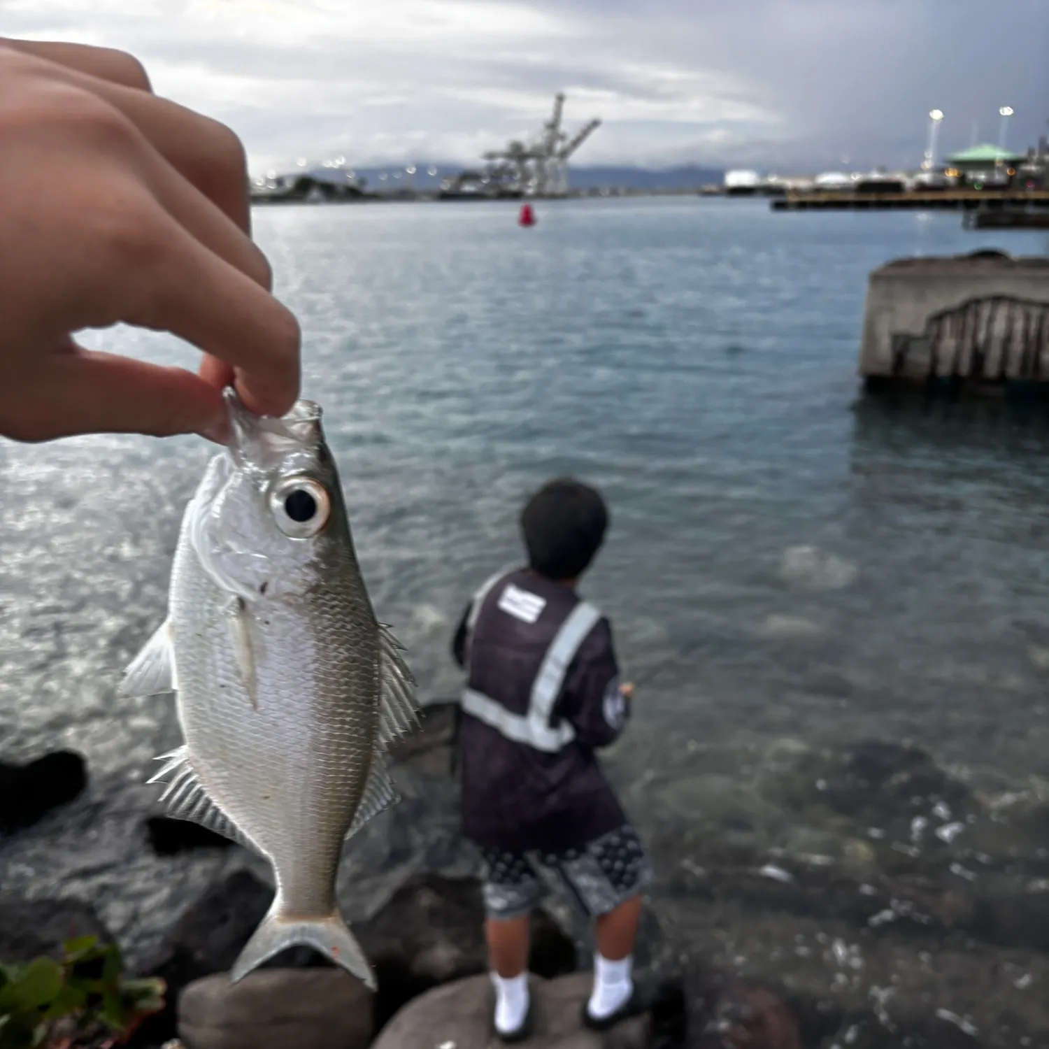 The most recent Reticulated flagtail catches on Fishbrain