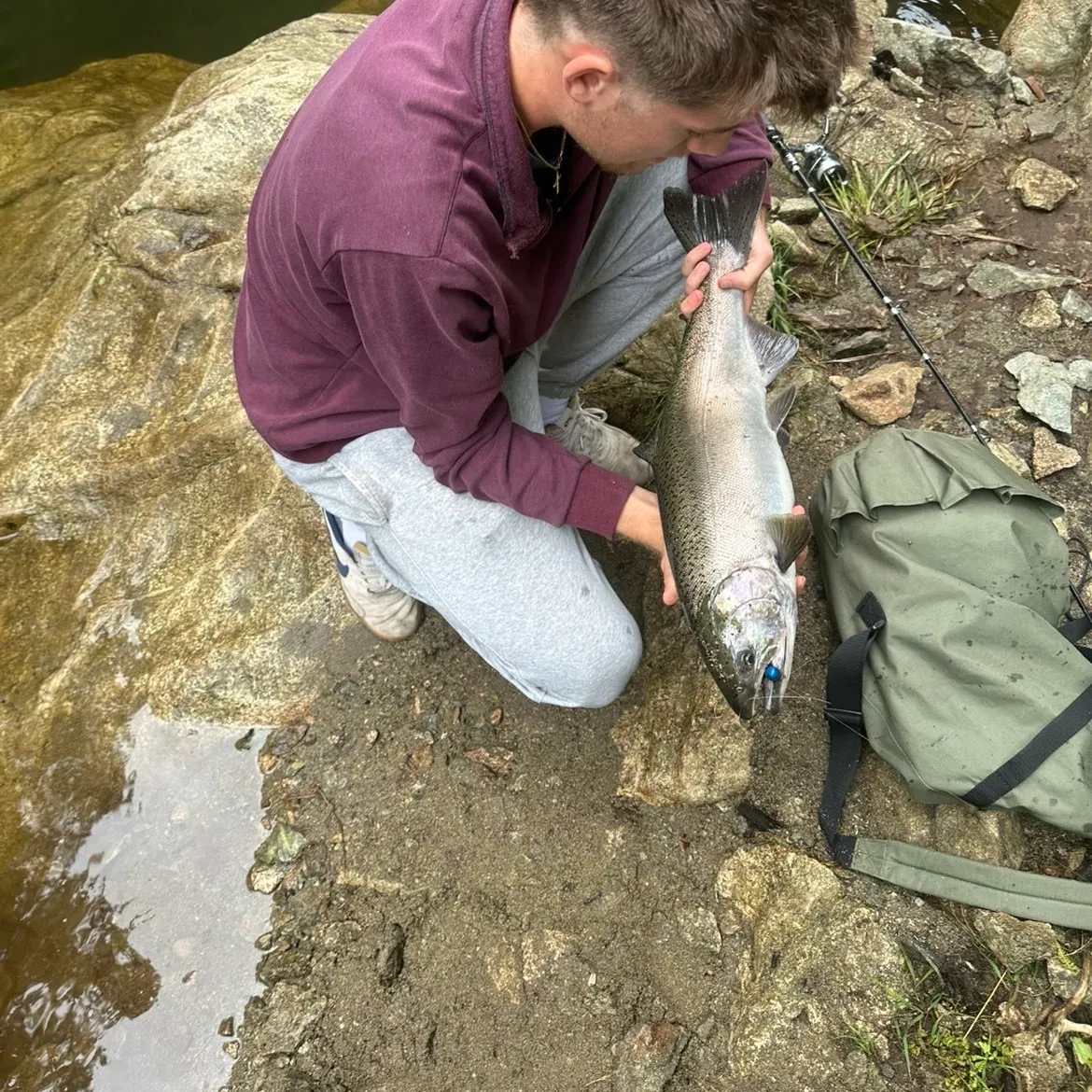 Coho salmon caught on Fishbrain