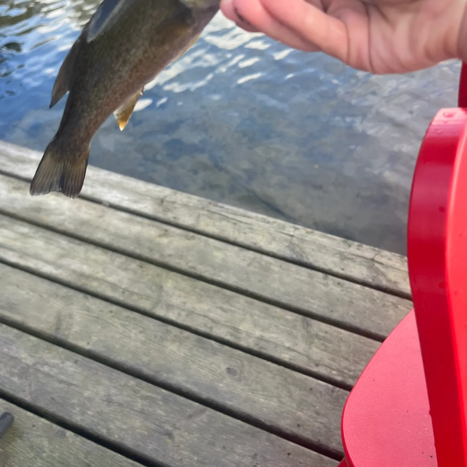 Smallmouth bass caught on Fishbrain