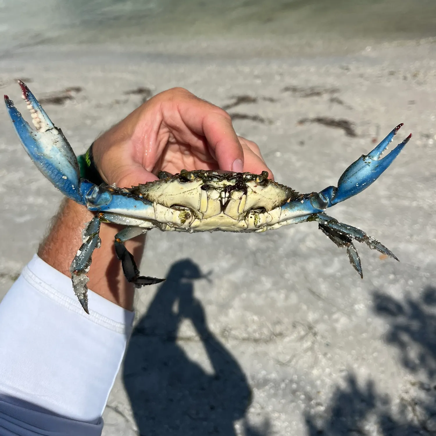 Blue crab caught on Fishbrain