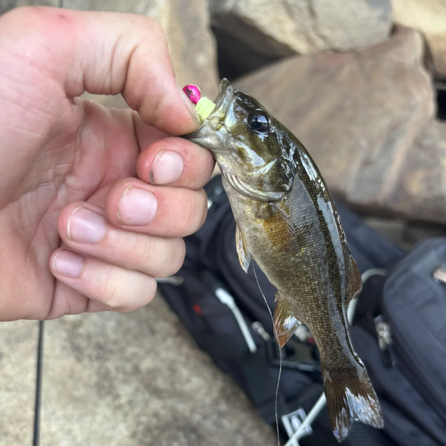 catch