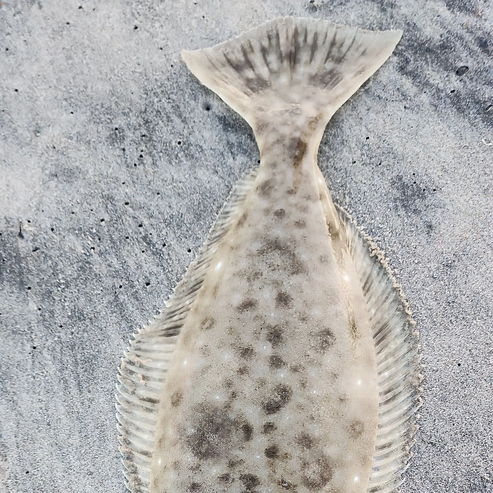 California halibut caught on Fishbrain