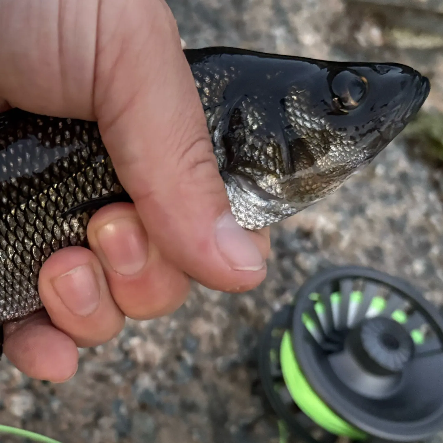 White perch caught on Fishbrain