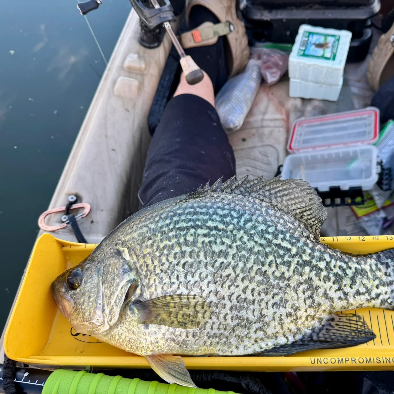 Black crappie caught on Fishbrain