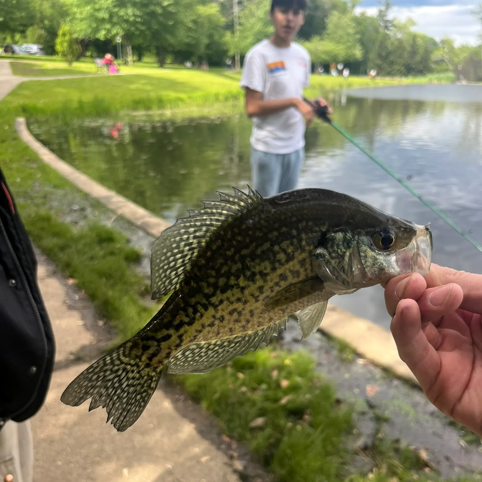The most recent Black crappie catches on Fishbrain