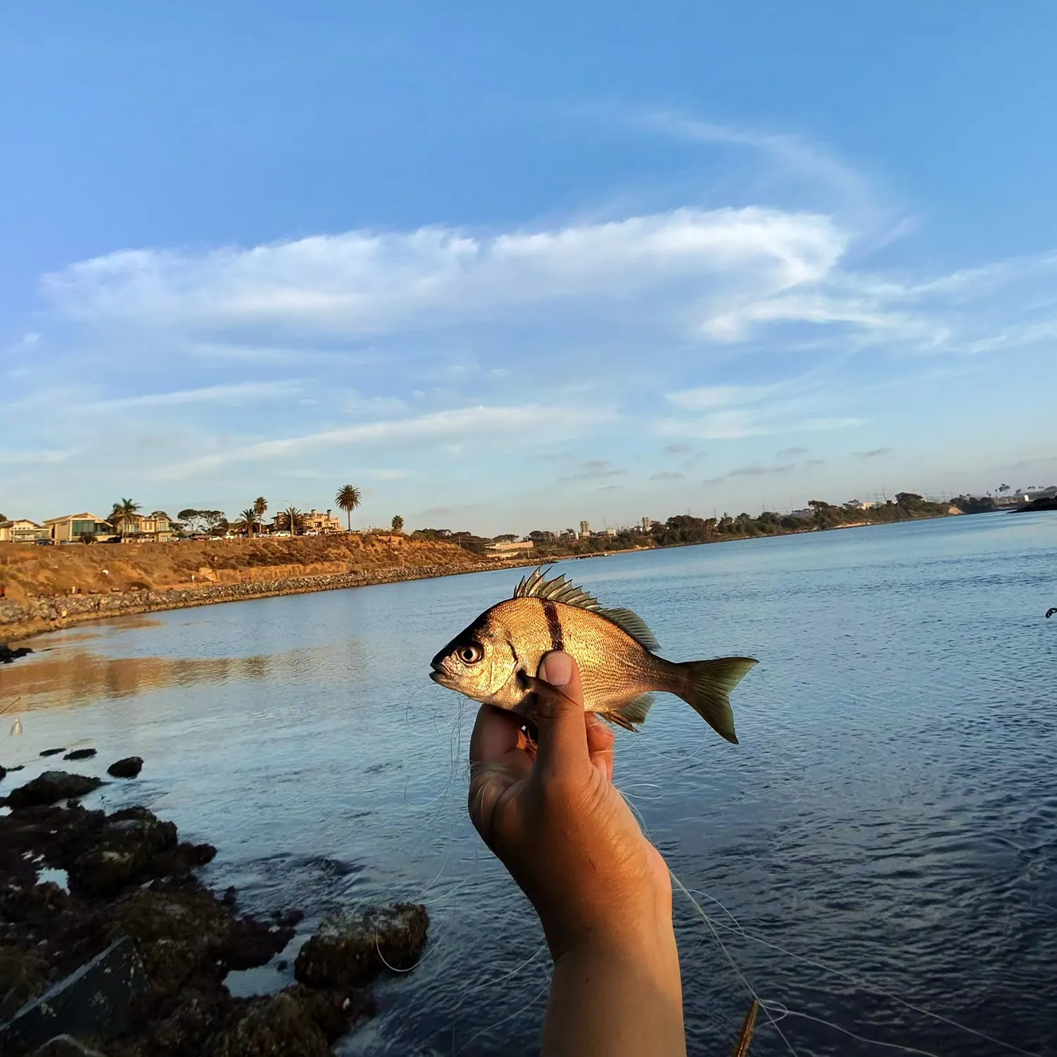 The most recent Sargo catches on Fishbrain