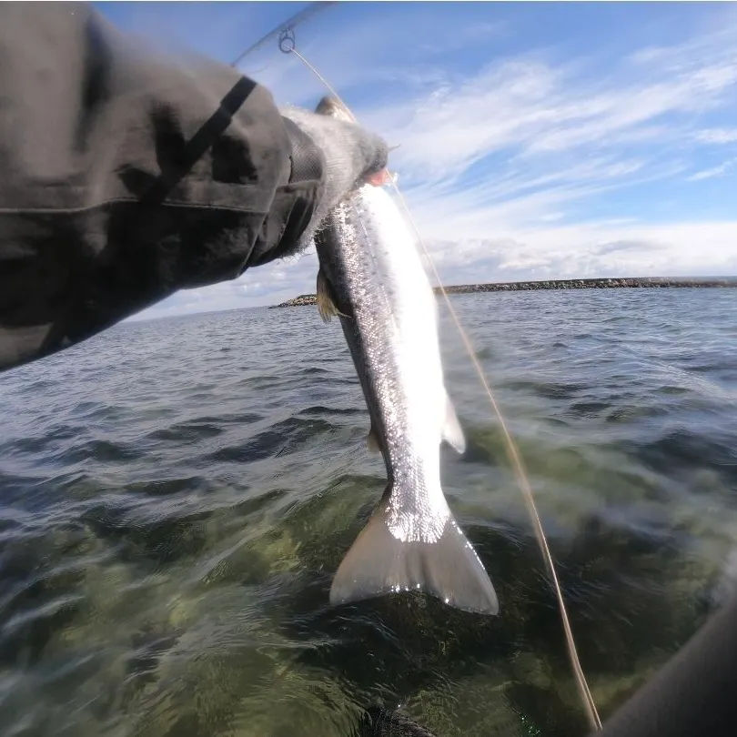 Sea trout caught on Fishbrain