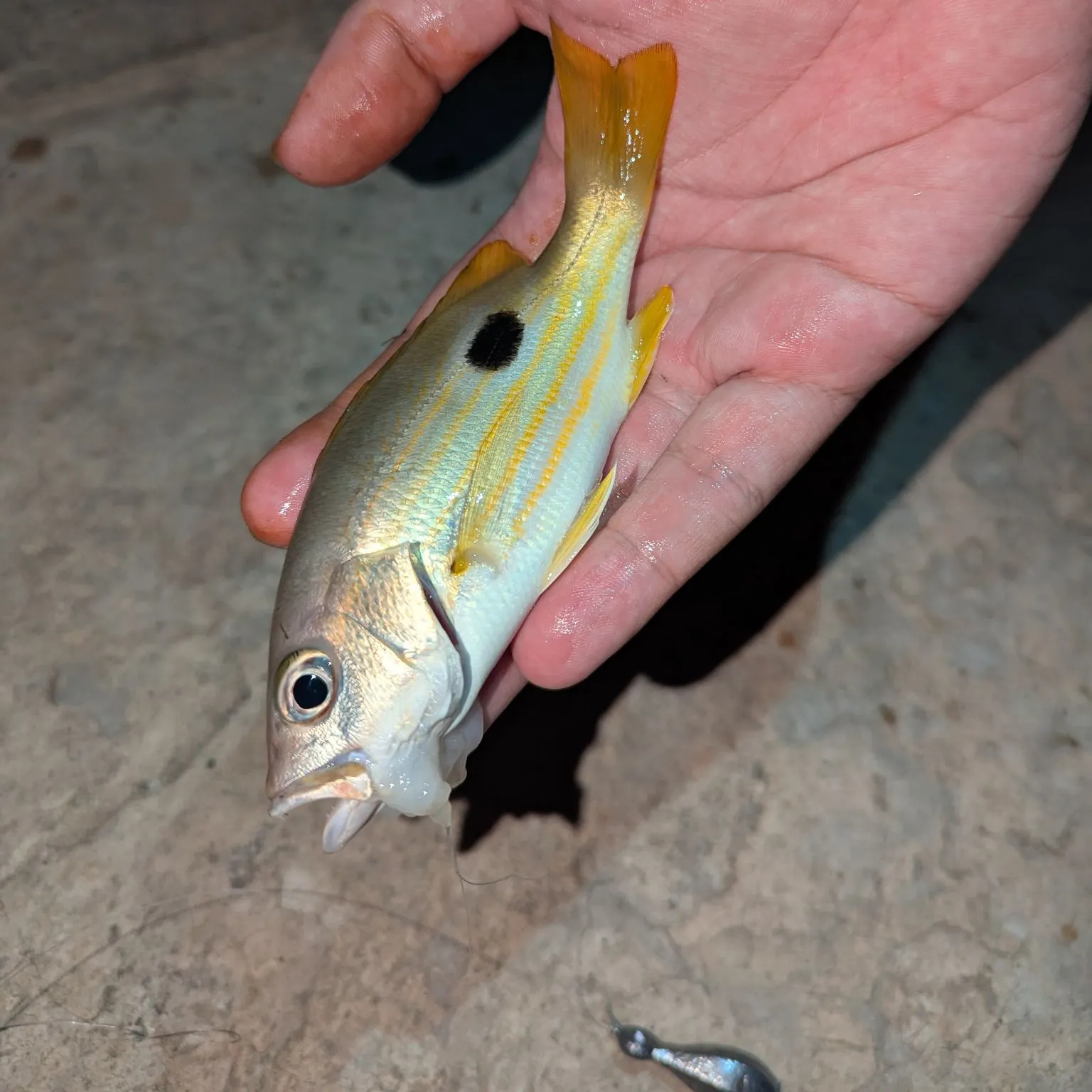 The most recent Dory snapper catches on Fishbrain