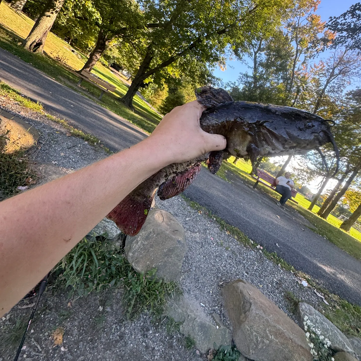 Brown bullhead caught on Fishbrain