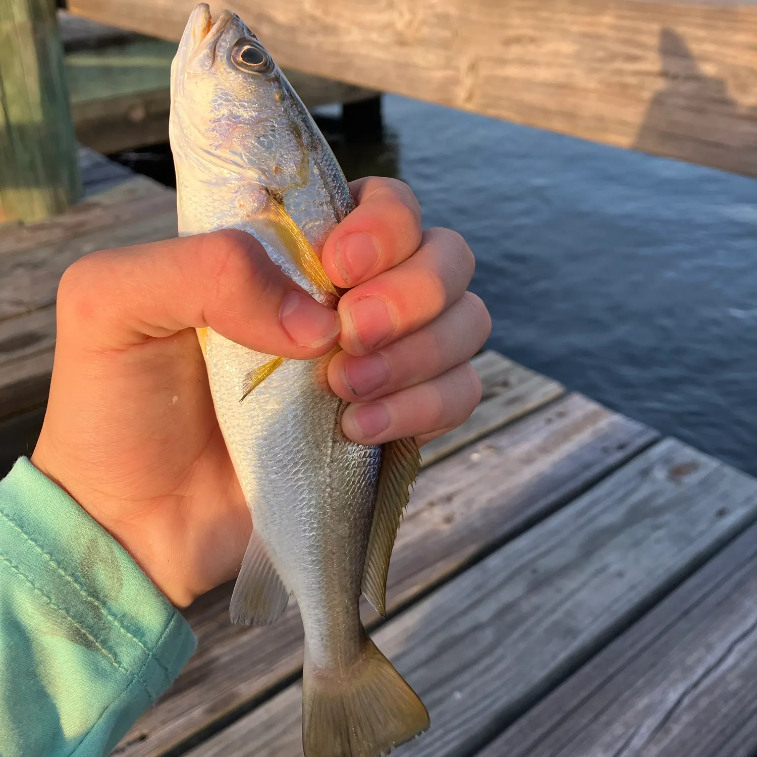 Sand seatrout caught on Fishbrain