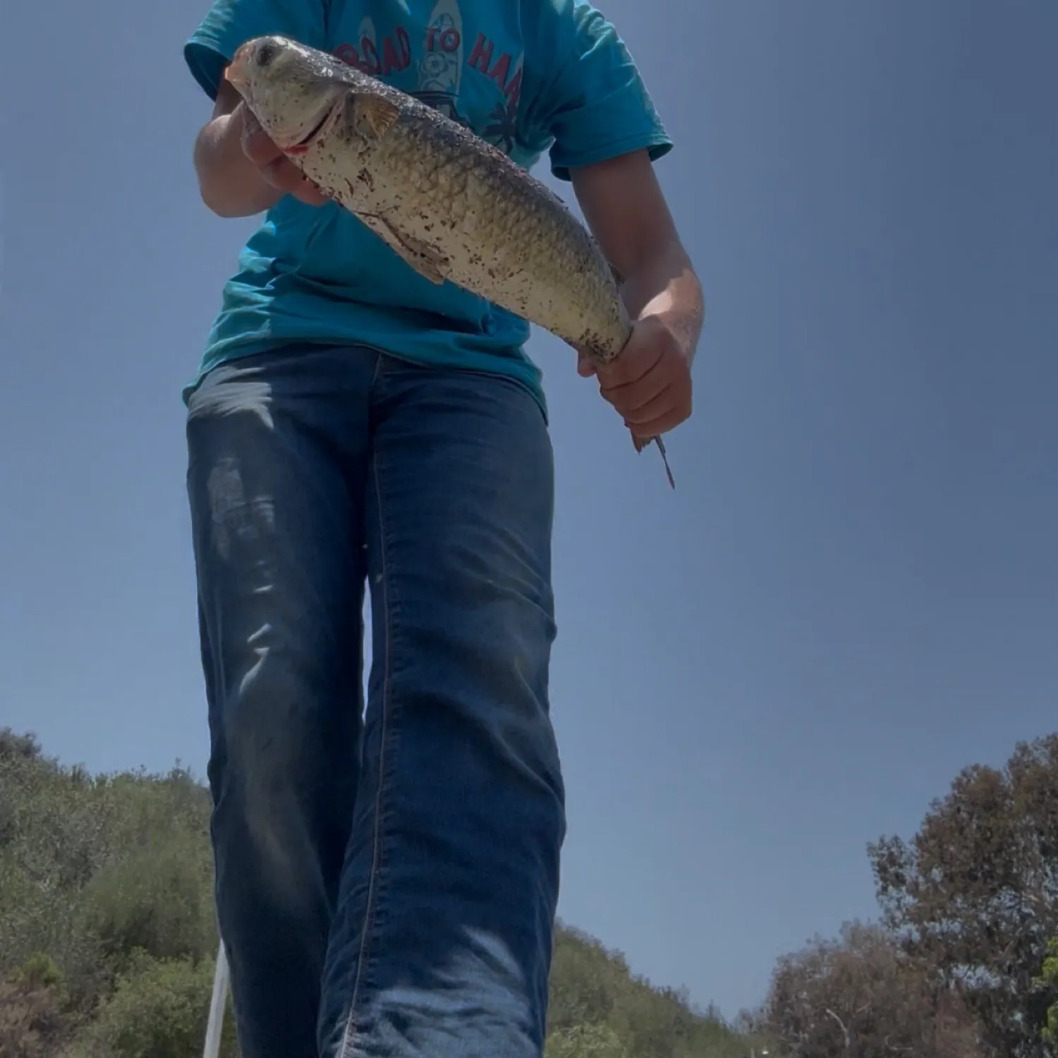 The most recent Striped mullet catches on Fishbrain