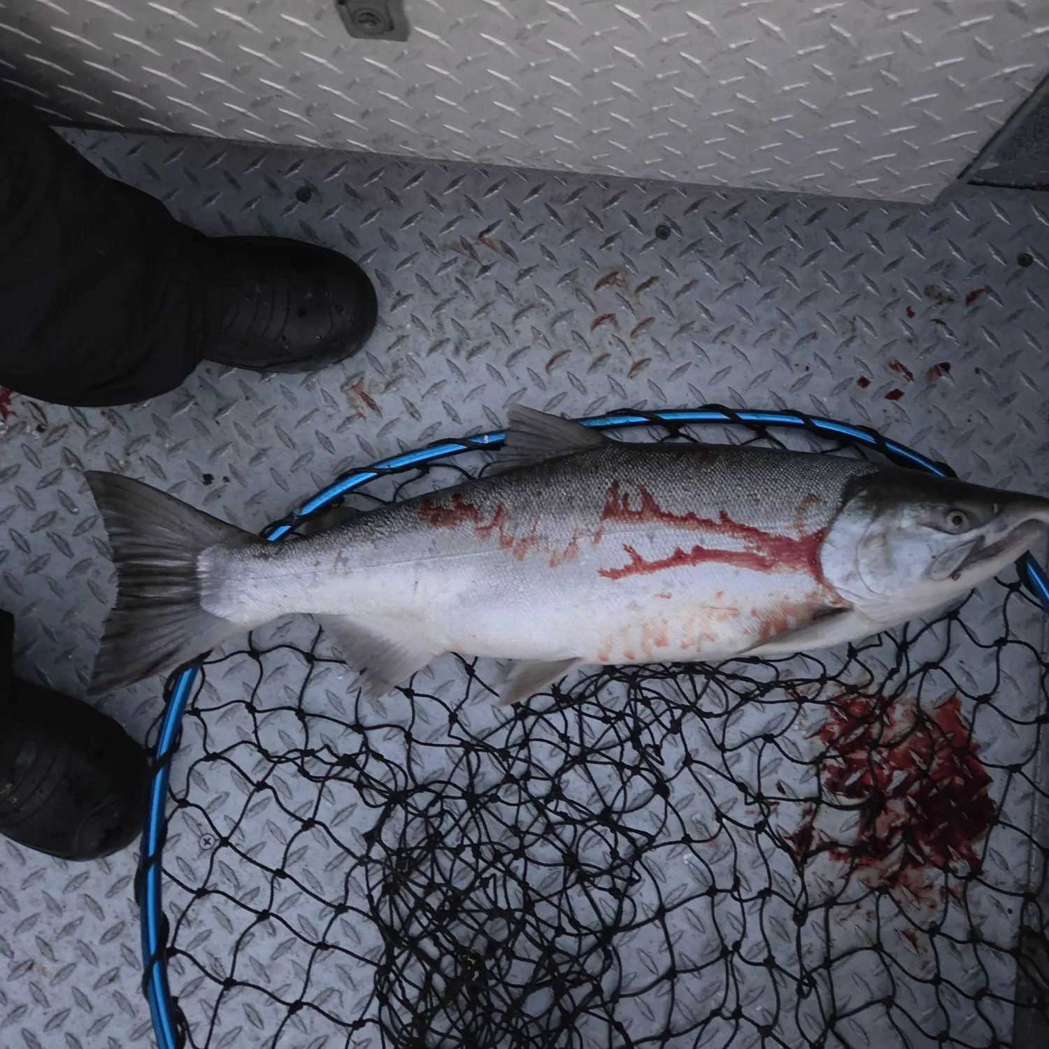 Fish caught on Fishbrain