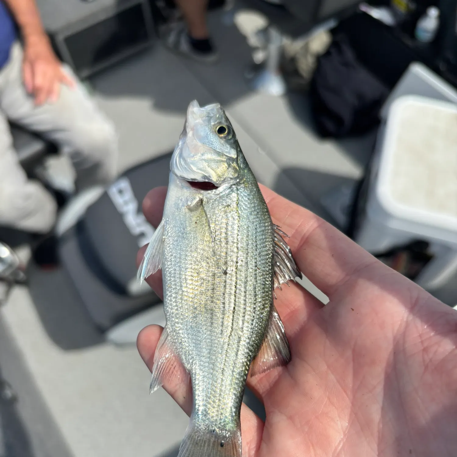 White bass caught on Fishbrain