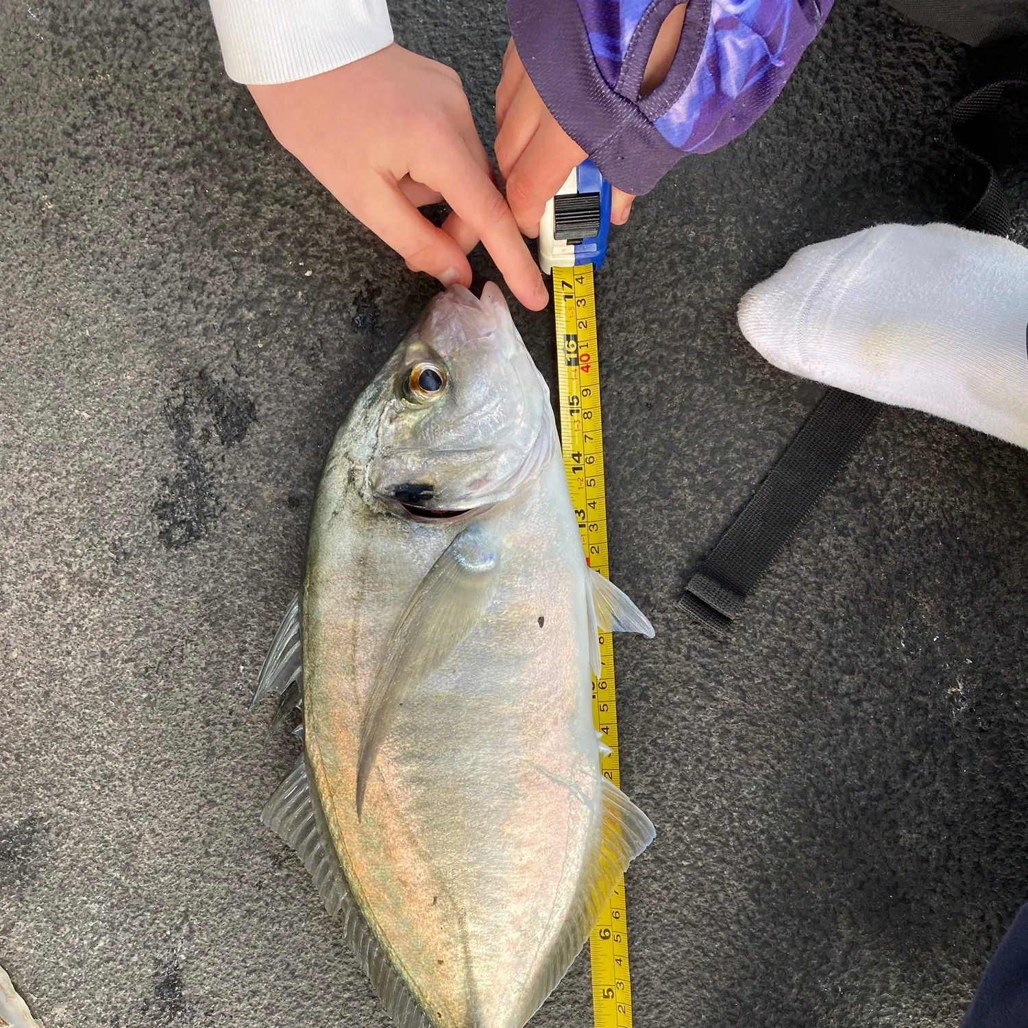 The most recent Golden trevally catches on Fishbrain