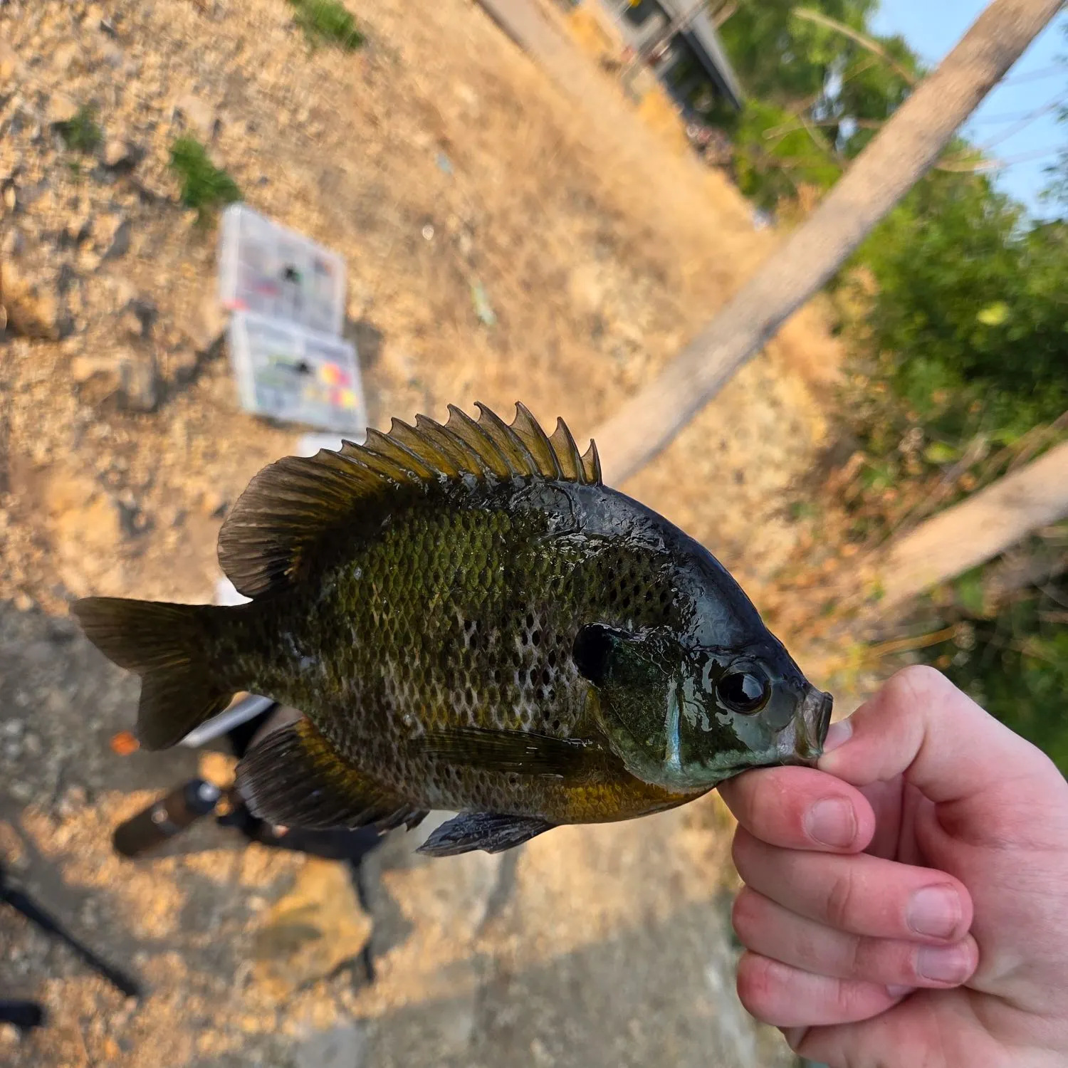 catch