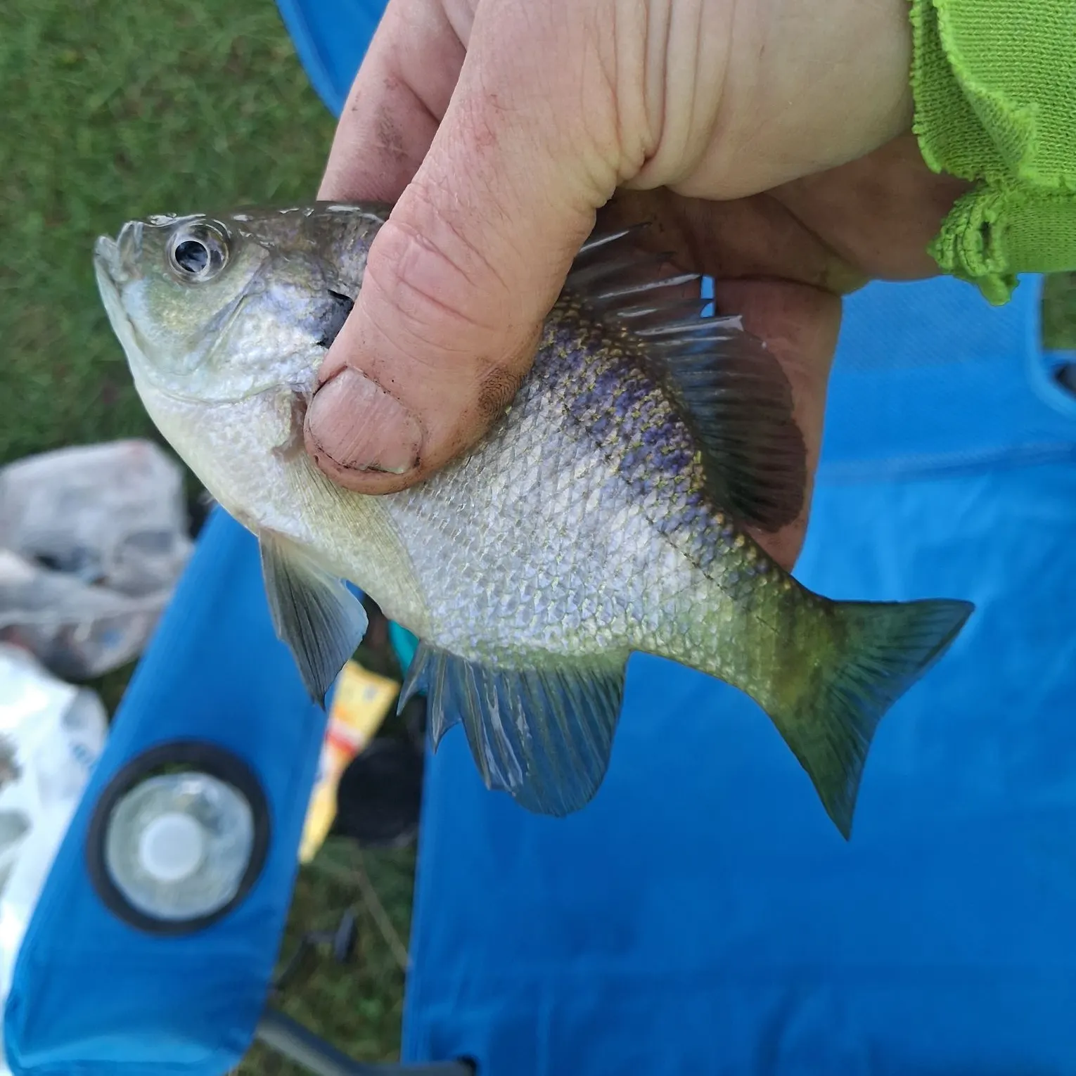 Freshwater drum caught on Fishbrain