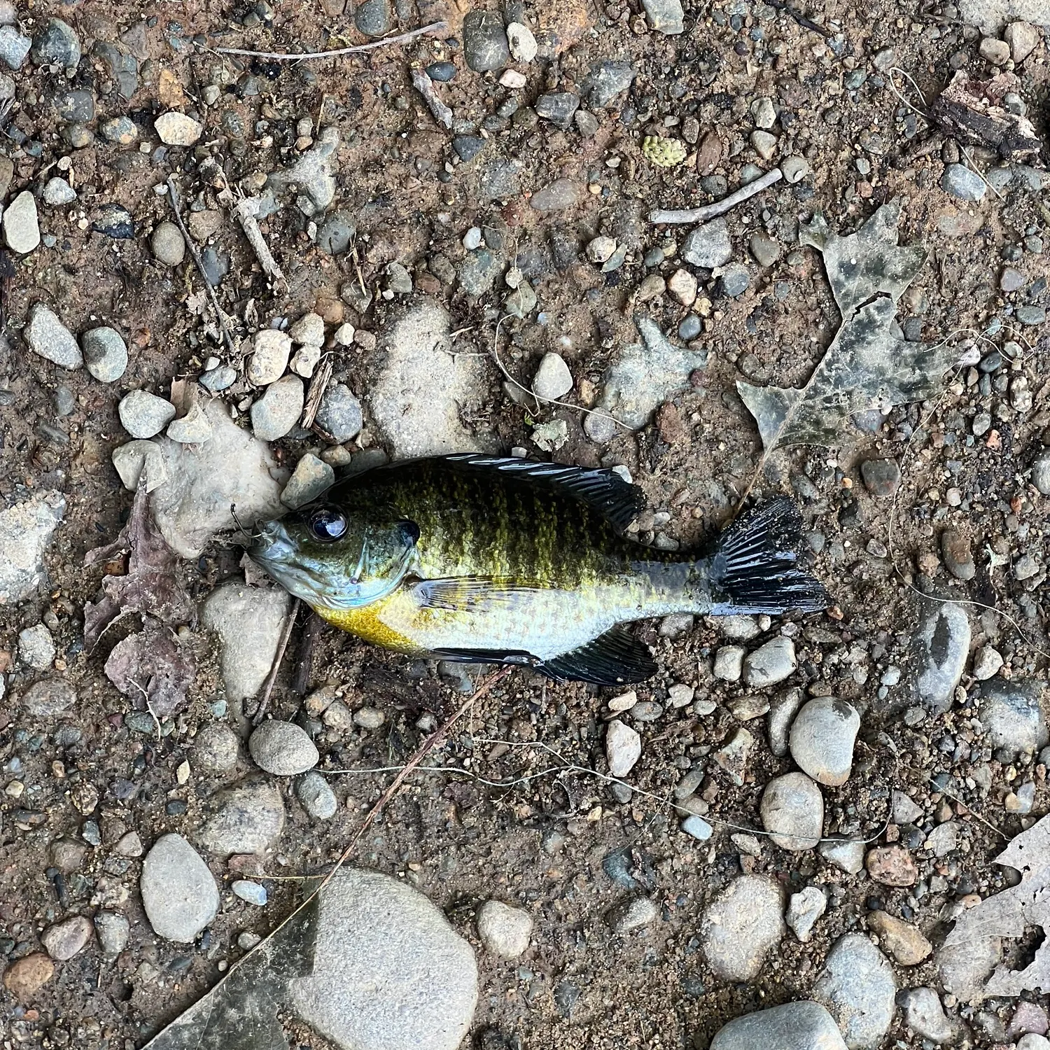 Bluegill caught on Fishbrain