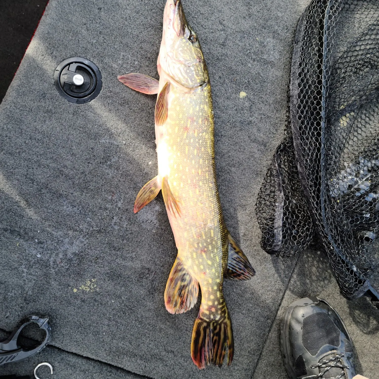 Northern pike caught on Fishbrain