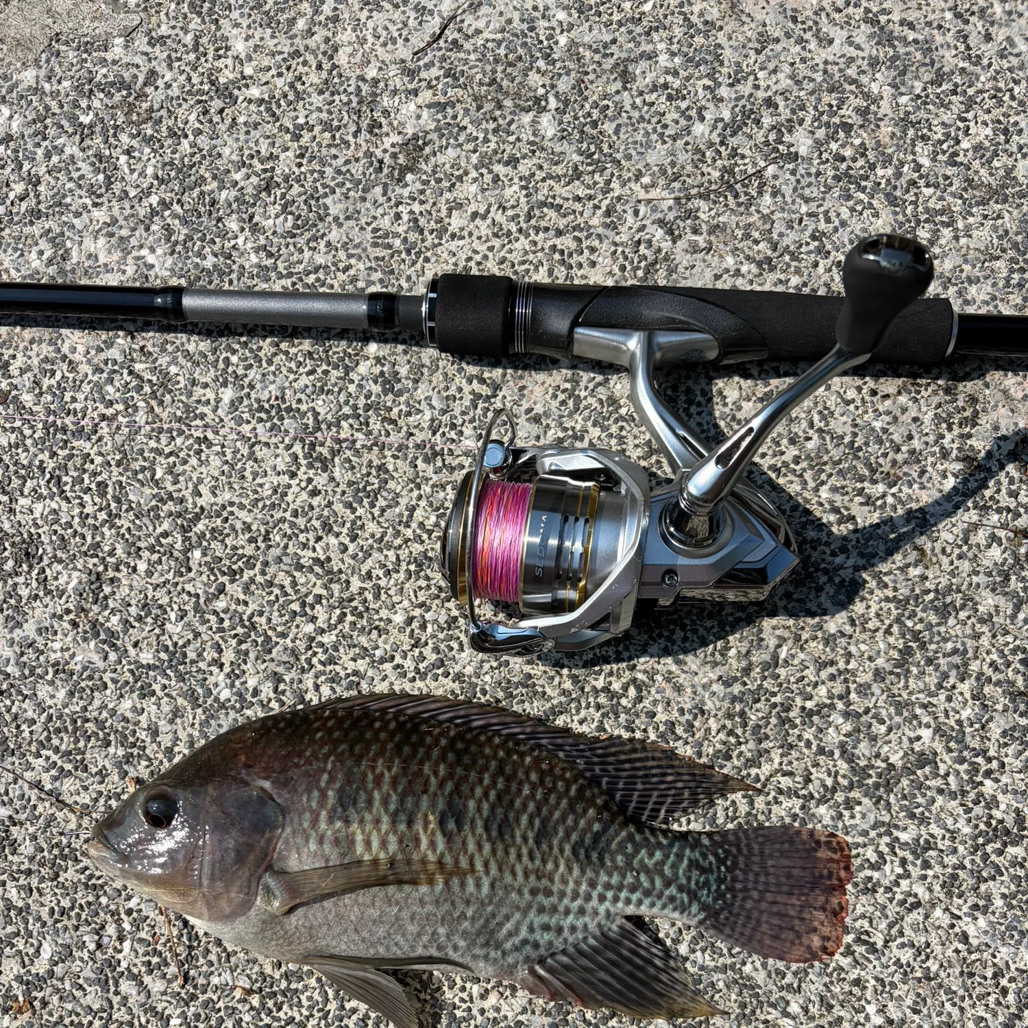 recently logged catches